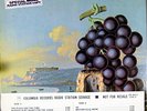 +MOBY GRAPE, Wow, RARE MONO WLP LP