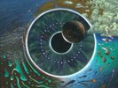 PINK FLOYD Pulse  4 LP BOX SET  Neuwertig