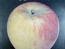 APPLE - An Apple A Day PAGE ONE LP ORIGINAL COPY