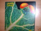 CATAPILLA 