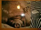 Kin Ping Meh - Nr 2 (D'72 Zebra) +OIS Archivcopy MINT