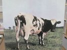PINK FLOYD - Atom Heart Mother MFSL 200g PROMO LP MINT