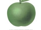 Apple 6001 George Harrison Dark Horse + Pic + Promo Ins