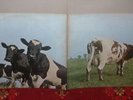PINK FLOYD Atom Heart Mother LP 1970 HARVEST 1st Press