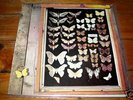 Mayfly Dutch orgnl NM Folk Psych masterpiece LP 70s RAR