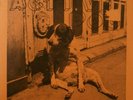 ACTIVE DOG Rat Race 7