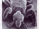 Anal Fleas - Landlord EP 7
