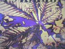 Pyranha LP Epsilon Rare Swiss ORGAN PSYCH FUNK PROG mp3