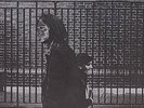 Neil Young AFTER THE GOLD RUSH 1976 RED TITLE COVER LP