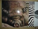 KING PING MEH  -  NO. 2  -  ZEBRA  -  ORIGINAL
