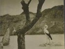 Tonton Macoute: Tonton Macoute  rare near mint on NEON