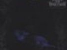 WOLVES IN THE THRONE ROOM - Black Cascade NEU OVP 2 LP