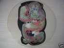 Iron Maiden- Bruce very rare Uncut Shape TEST PRESSUNG