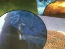 PELICAN -fire in our DLP PIC DISC LIM 100    isis sunn