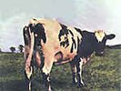 Pink Floyd Atom Heart Mother LP MFSL NM #5903 MOFI
