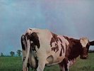PINK FLOYD 