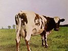 PINK FLOYD 'ATOM HEART MOTHER' UK LP A1/B1 1ST PRESSING
