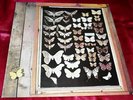 Mayfly Dutch orgnl 73 Baroque Folk Psych masterpiece LP