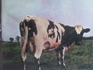 MFSL Pink Floyd Atom Heat Mother 200 gram SEALED