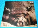 KIN PING MEH ''NO.2'' ON ZEBRA KRAUTROCK UNPLAYED