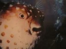 FRENCH MOVIE THEMES GEM 1 Psych Breaks Drama Funk Hear