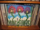 YOUNG FLOWERS blomsterpistolen SWEDISH ORIG PROG LP