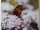 SOULFUL SALEM TRAVELERS-ALIVE AND WELL-GOSPEL FUNK LP