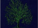 Nick Drake Fruit Tree Box Set