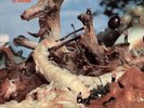 TOE FAT   TOE FAT TWO   1971 US LP  RARE EARTH RS-525 (BEE GEES / CLIFF BENNETT)
