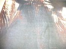 PARADISE LOST      -      GOTHIC