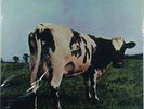 PINK FLOYD Atom Heart Mother MOBILE FIDELITY MFSL 1-202 Ltd Edition #3212 SEALED