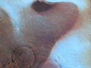 LP / PINK FLOYD / MEDDLE / CLUB-AUFLAGE / RARITÄT /