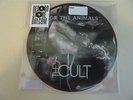 THE CULT For The Animals Lucifer 7