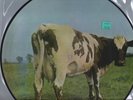 MINT PINK FLOYD-
