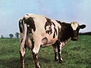 pink floyd atom heart mother mobile fidelity lp