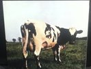 Pink Floyd Atom Heart Mother Original Mobile Fidelity 200 gram Vinyl LP (used)
