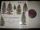 *PHILIPS HI-FI STEREO SABL 195 /DAVID OISTRAKH: SIBELIUS VIOLIN CTO /ORMANDY /NM