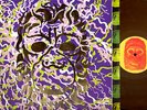 PORTUGAL THE MAN Censored Colors 2 LP GOLD VINYL orig PRESSING rare NM-