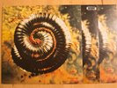 Nine Inch Nails NIN 
