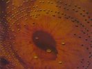 CATHERINE WHEEL Ferment (Mint Original UK LP + 12