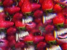 Thee Oh Sees Floating Coffin Blood Splatter Color Ltd Vinyl LP w Flexi ty segall