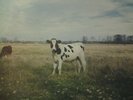 PINK FLOYD - DARK SIDE OF THE MOO -  LP- TMOQ/TAKRL - 12 Rare Studio Outakes