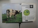 PINK FLOYD ATOM HEART MOTHER 12
