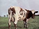 PINK FLOYD   ATOM HEART MOTHER   1970 AUSTRALIAN 5-TRACK 