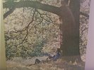 Yoko Ono Plastic Ono Band U.S. 1970 Vinyl LP SEALED John Lennon The Beatles