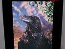 The Stranglers ?– The Raven LP EX/NM (Australian Rare Vinyl Record) 3D Cover
