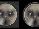 STEVEN WILSON LUMINOL / THE WATCHMAKER 12