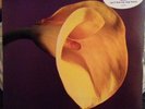 SWANS THE BURNING WORLD PROMO LP 1989