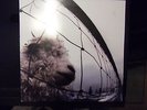 Pearl Jam?– Vs. -VINYL/RECORD