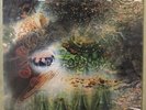 Pink Floyd A Saucerful of Secrets Uk Mono Beautiful First Pressing copy
